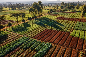 Aerial view of smallholder vegetable plots in the Kenyan highlands: rows of leafy greens and cabbages, strips of tilled red soil, drip irrigation lines and scattered acacia trees in early morning light.